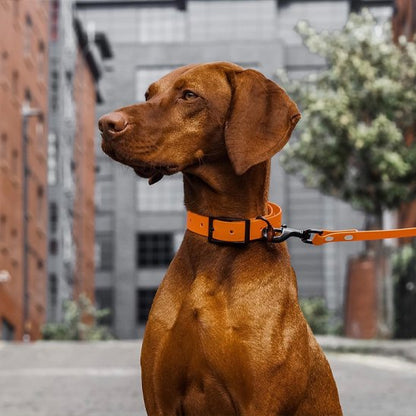Chien marron en ville assis avec son collier et sa laisse pour chien longue résistante à l’eau
