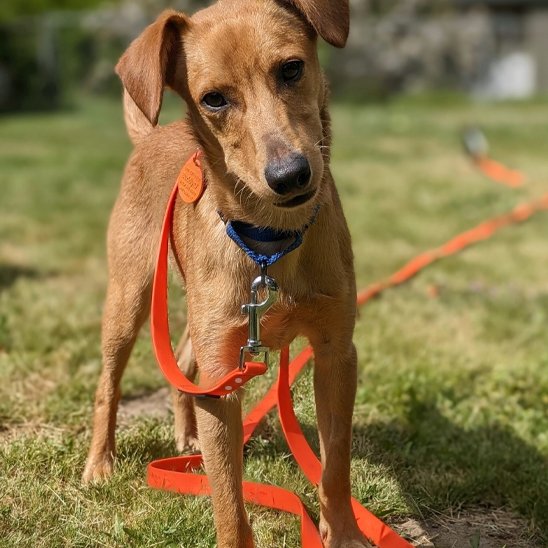 Petit chien marron dehors avec sa laisse pour chien pour entraînement et rappel sécurisé