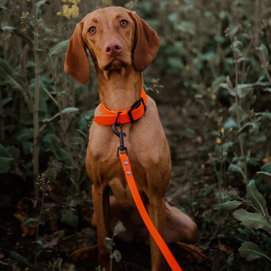chien marron assis dans la forêt avec son collier et sa laisse pour chien longue adaptée aux sorties à l'extérieur