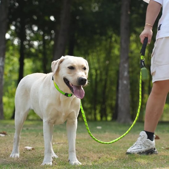 Labrador en balade avec sa laisse pour chien en corde couleur vive pour haute visibilité