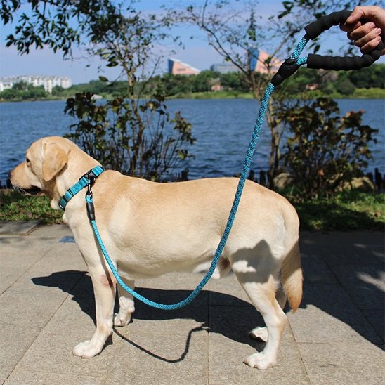 Labrador en promenade au bord du lac avec sa laisse pour chien en corde