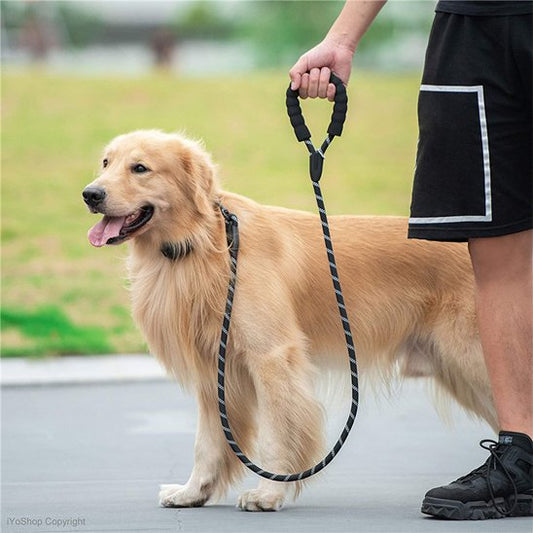 Golden en promenade avec sa laisse pour chien en corde