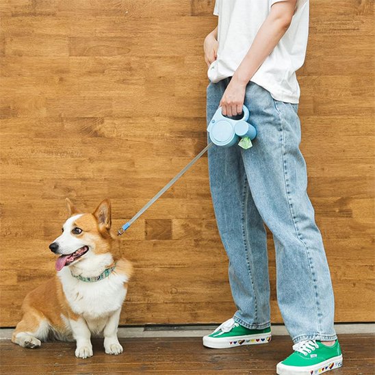 corgi en promenade avec sa laisse pour chien rétractable