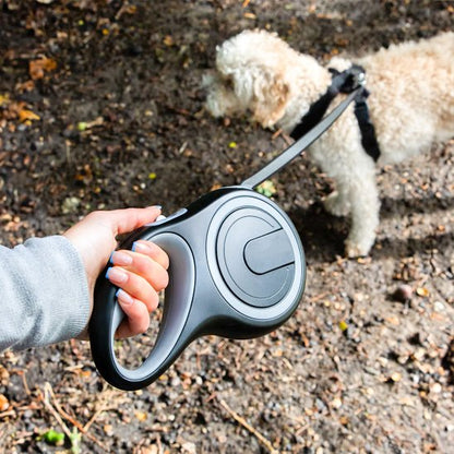 chien blanc dans le bois avec sa laisse pour chien rétractable noire pour marche quotidienne