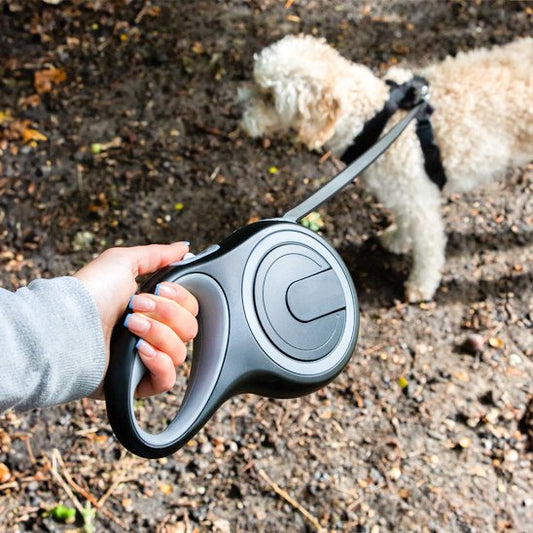 chien blanc dans le bois avec sa laisse pour chien rétractable noire pour marche quotidienne
