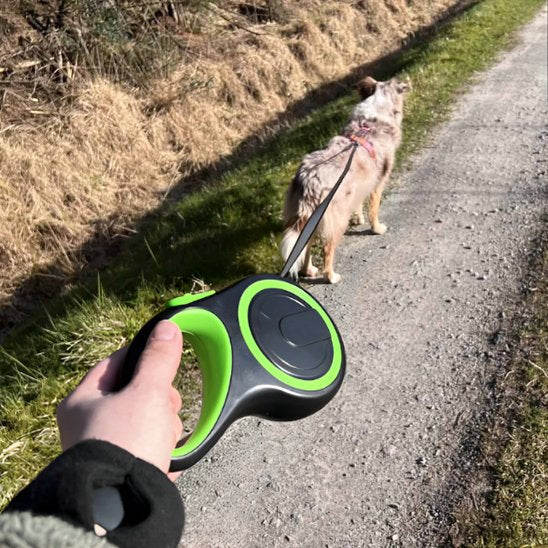 berger australien en promenade avec sa laisse pour chien rétractable verte, visibilité accrue en balade