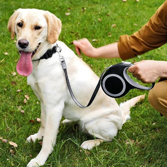 Jeune labrador assis dans l'herbe avec sa laisse pour chien rétractable adaptée aux grands chiens