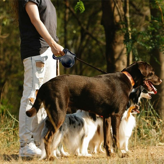 Chiens en balade dans le bois avec leur laisse pour chien rétractable avec système anti-emmêlement