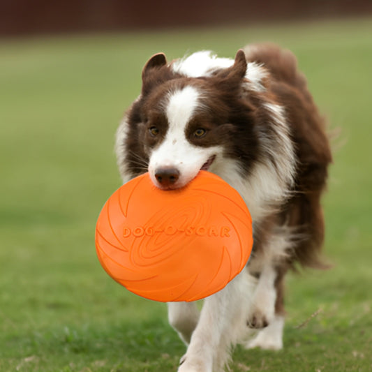 Border Collie jouant dans l’herbe avec un frisbee chien orange dans la gueule