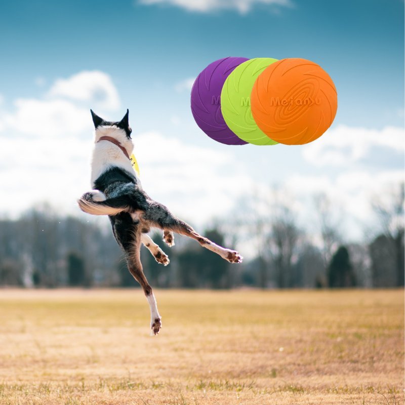 frisbee chien orange