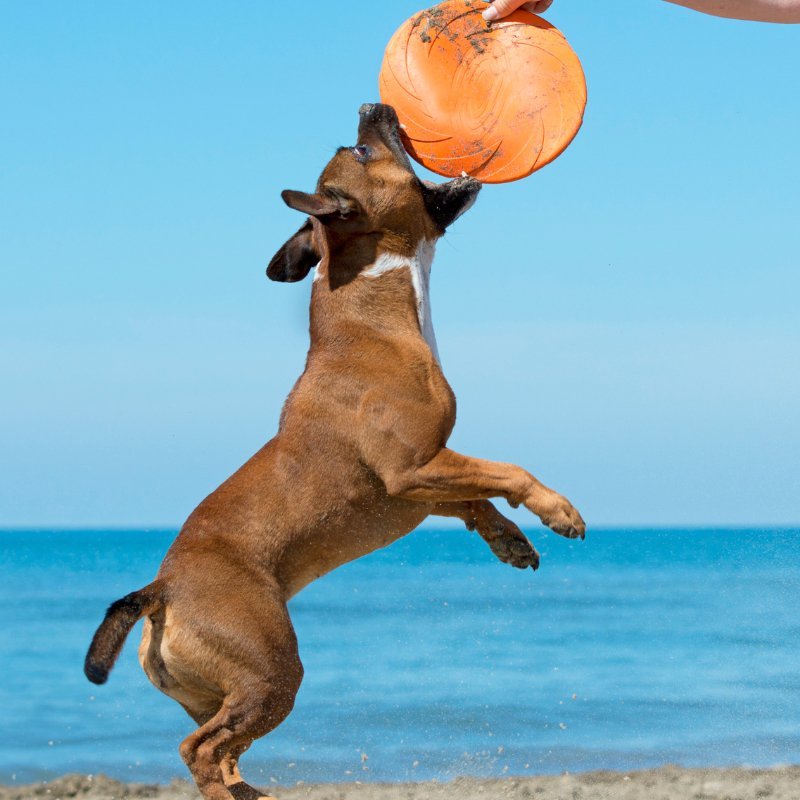 Chien à la plage qui saute pour attraper son frisbee chien