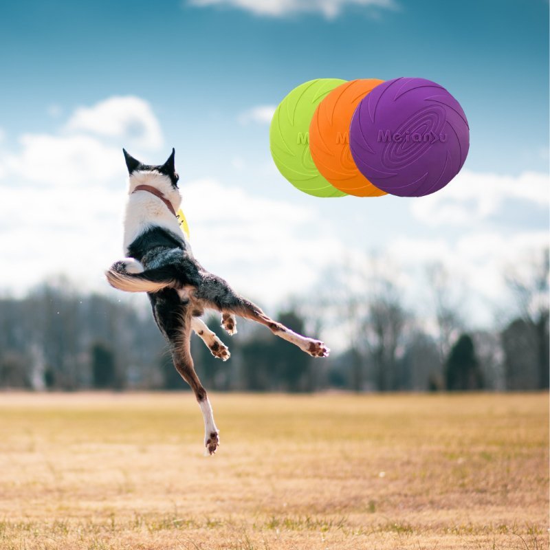 Frisbee chien mauve