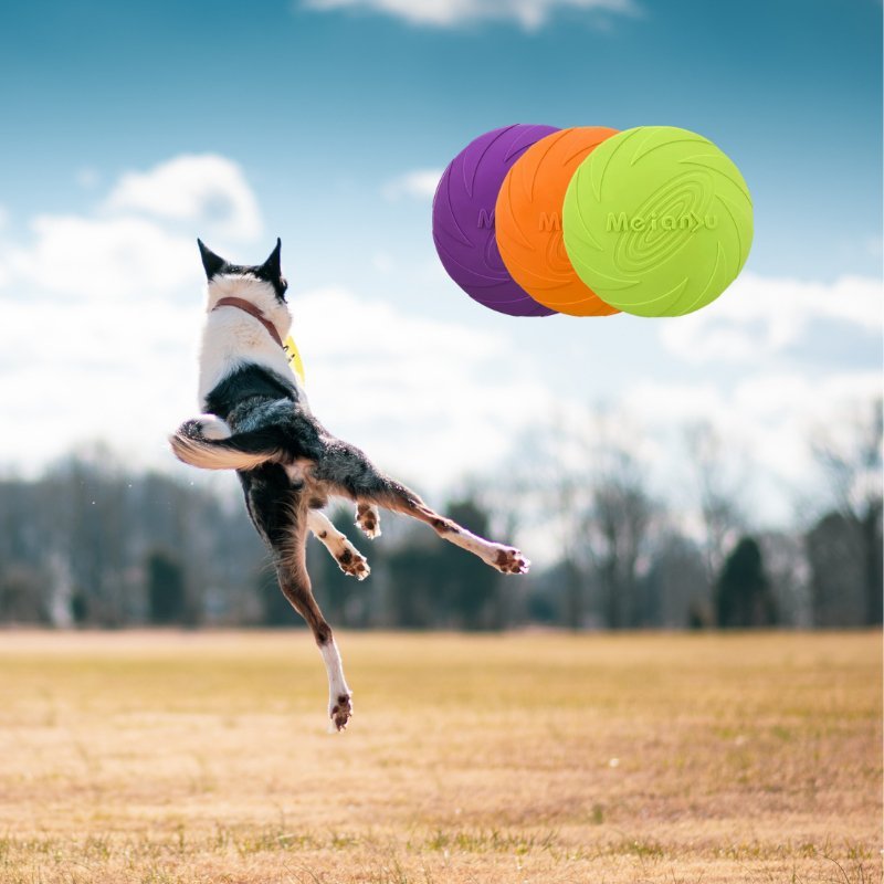 Frisbee chien vert