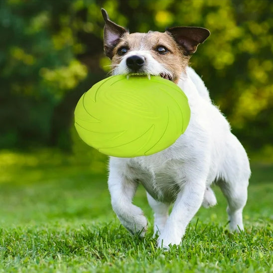 Jack Russell courant sur la pelouse avec un frisbee chien vert en bouche
