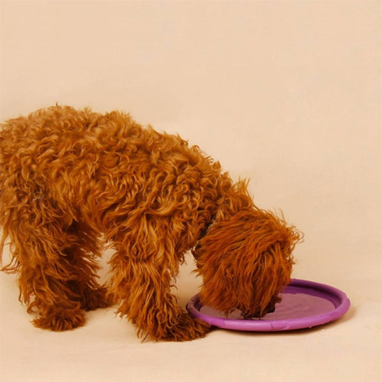 Chien caniche brun reniflant un frisbee chien violet posé au sol