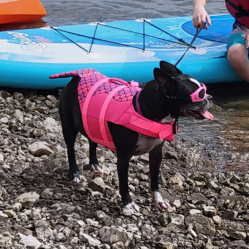 Gilet de sauvetage pour chien | FishJacket - Les Plaisirs Canins