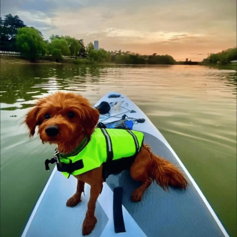 Gilet de sauvetage pour chien | ReflectiveLifeVest - Les Plaisirs Canins