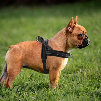 Harnais anti traction | LilDoggy™ - Les Plaisirs Canins