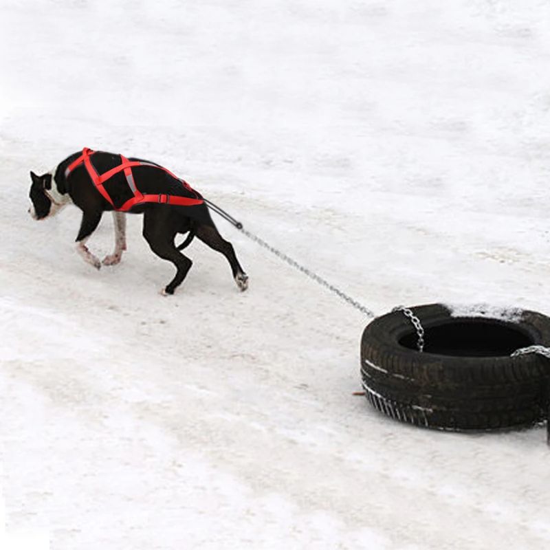 Harnais canicross | OnTheTrack™ - Les Plaisirs Canins