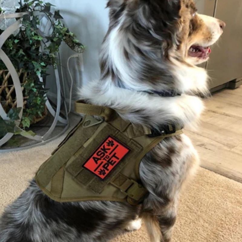 berger australien assis avec un harnais chien vert
