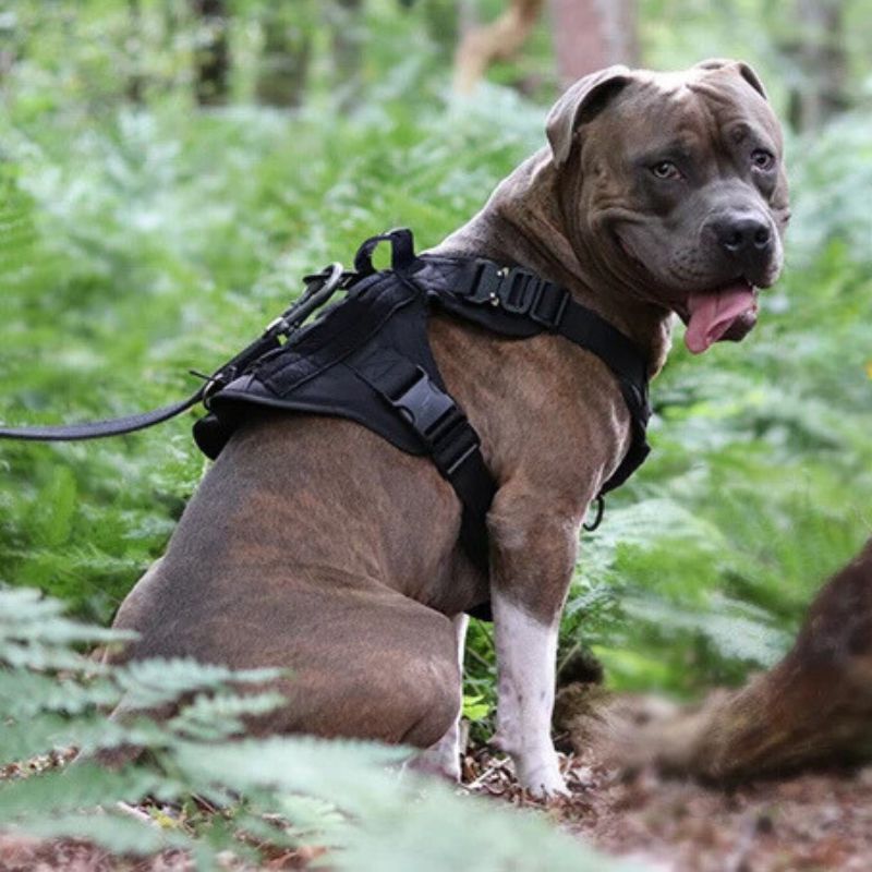 gros chien en forêt avec son harnais chien noir