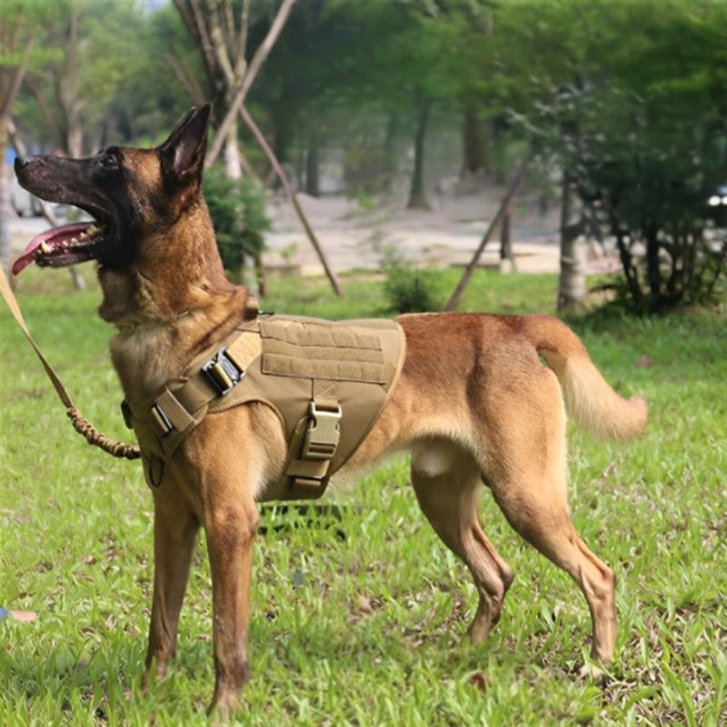 malinois dehors avec son harnais chien marron
