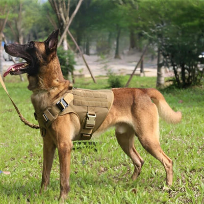 malinois dehors avec son harnais chien marron