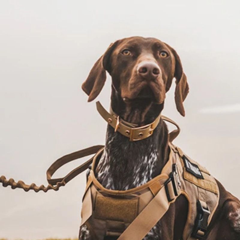 barque allemand dehors avec son harnais chien marron