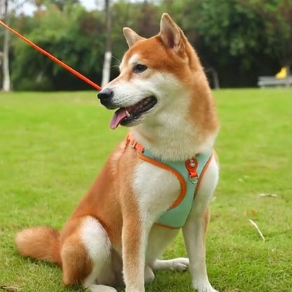 Harnais chien | PupPuppies - Les Plaisirs Canins