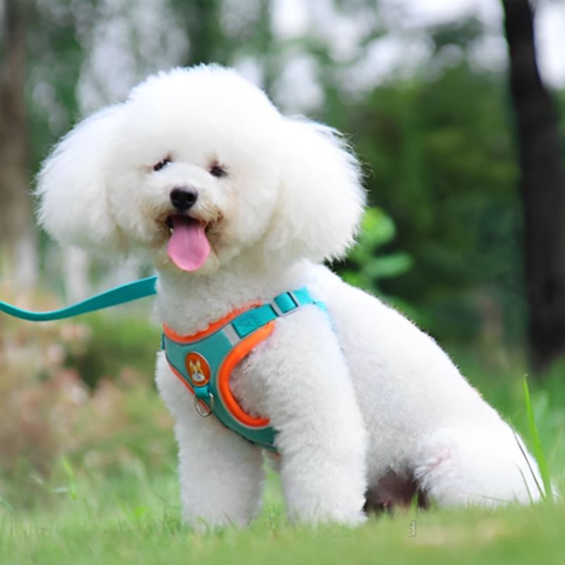 Harnais chien | PupPuppies - Les Plaisirs Canins