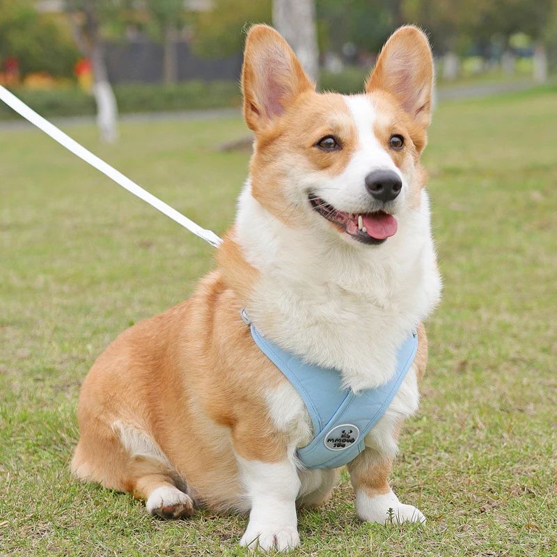 Harnais chiot | PuppyStar - Les Plaisirs Canins