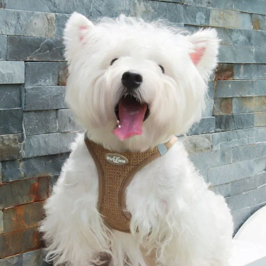 Harnais chiot | Softy - Les Plaisirs Canins