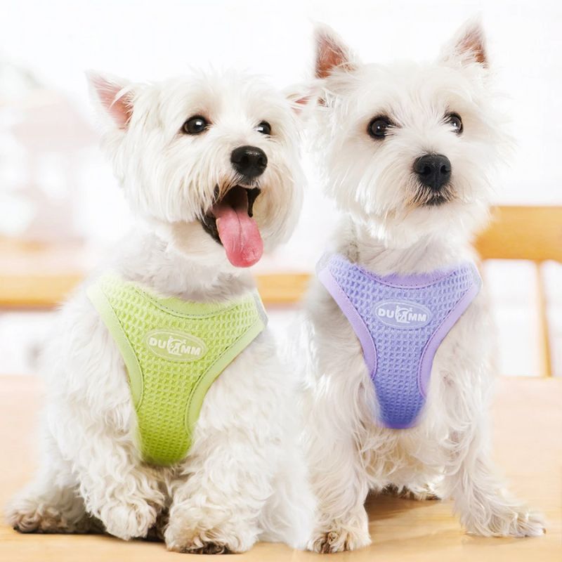 Harnais chiot | Softy - Les Plaisirs Canins