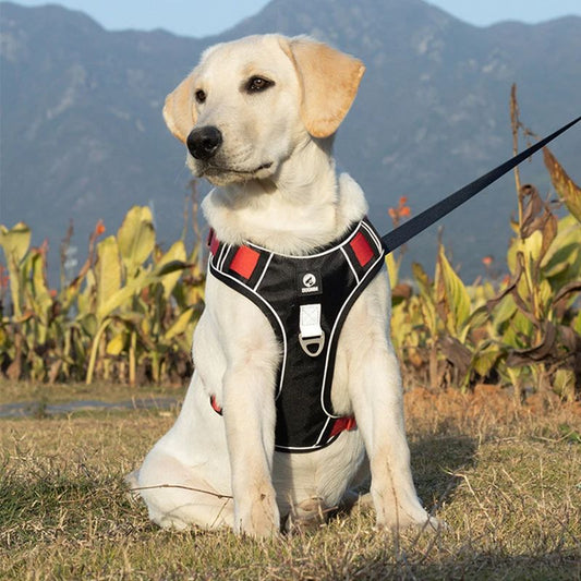 Harnais en Y | CutiePie - Les Plaisirs Canins