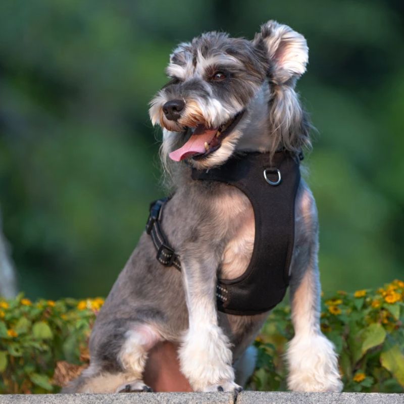 Harnais en Y | EasyWalk - Les Plaisirs Canins