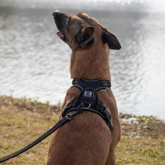 Harnais en Y | EasyWalk - Les Plaisirs Canins