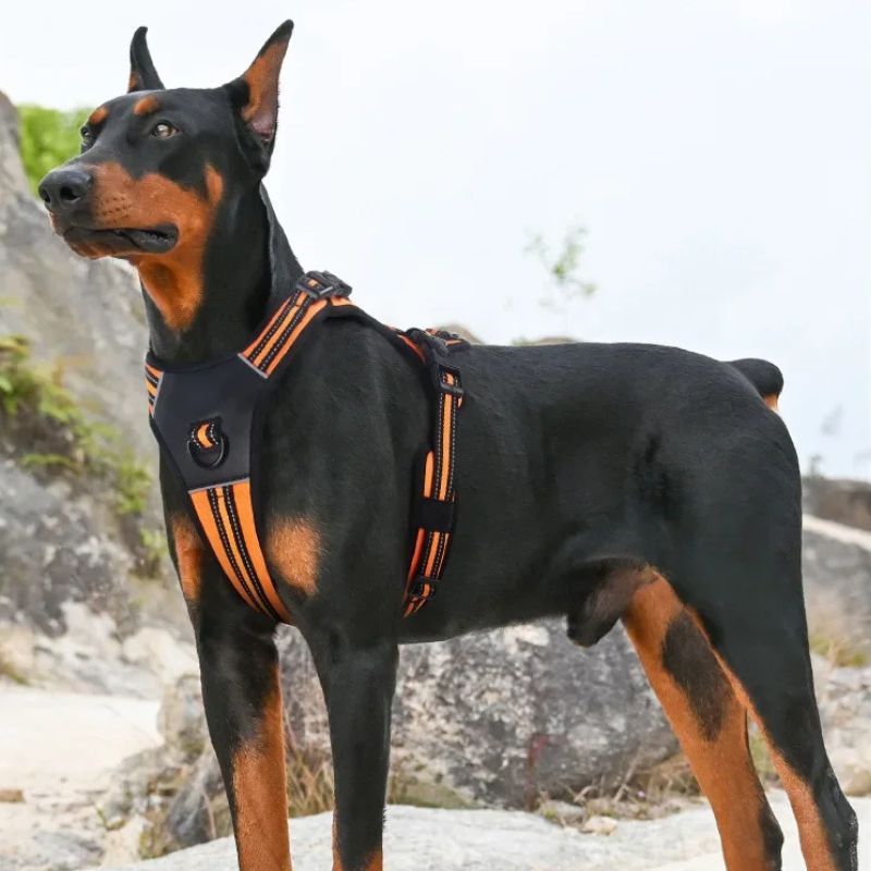 Harnais pour chien | BigDoggy - Les Plaisirs Canins