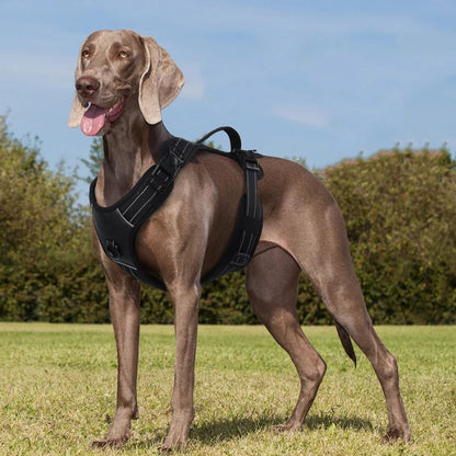 Harnais pour chien | BigDoggy - Les Plaisirs Canins
