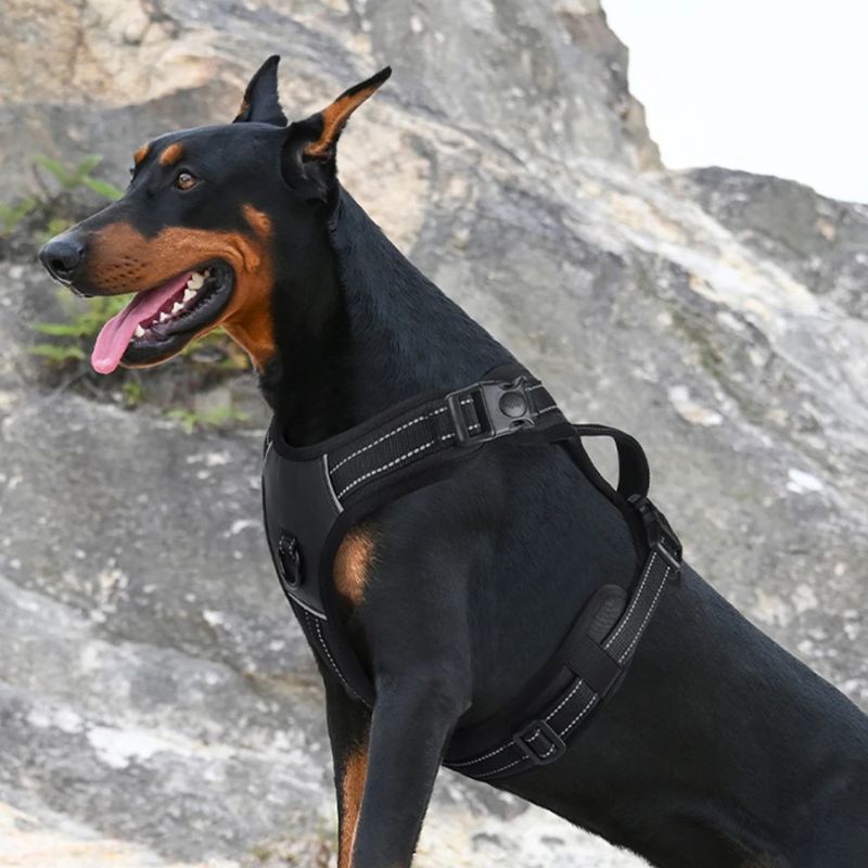 Harnais pour chien | BigDoggy - Les Plaisirs Canins