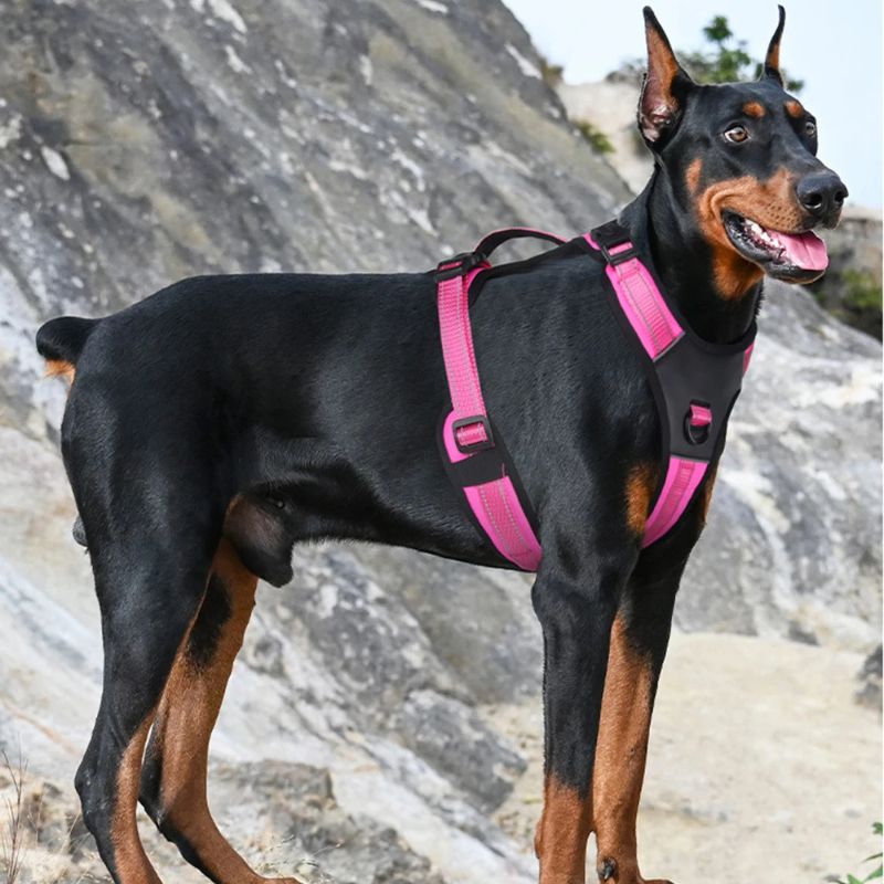 Harnais pour chien | BigDoggy - Les Plaisirs Canins