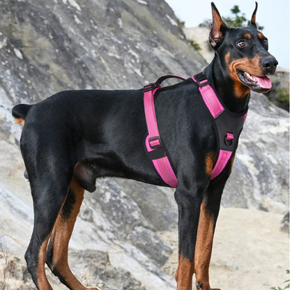 Harnais pour chien | BigDoggy - Les Plaisirs Canins