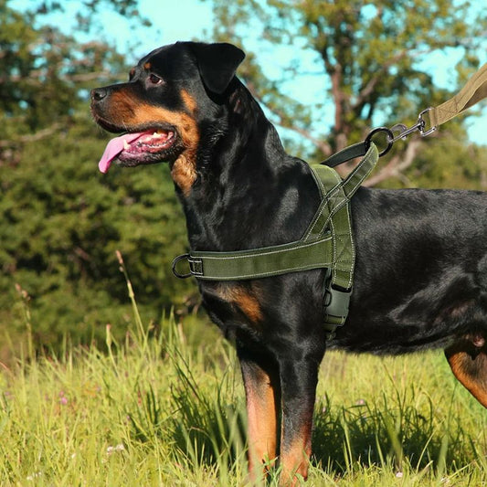 Harnais pour chien | ChestStrap - Les Plaisirs Canins