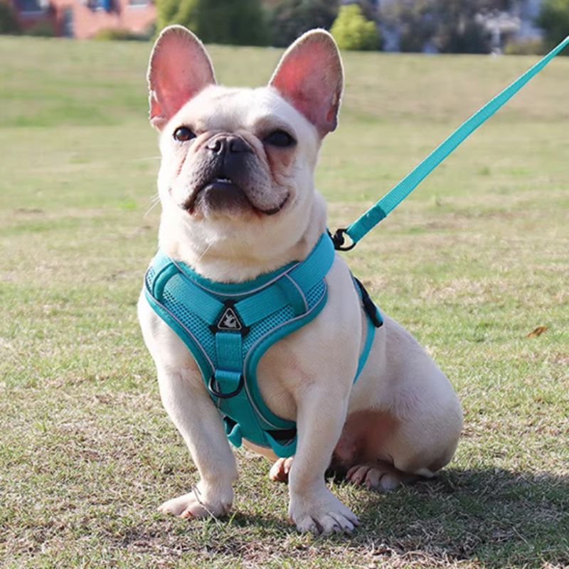 Harnais pour chien | PetitPuppy - Les Plaisirs Canins