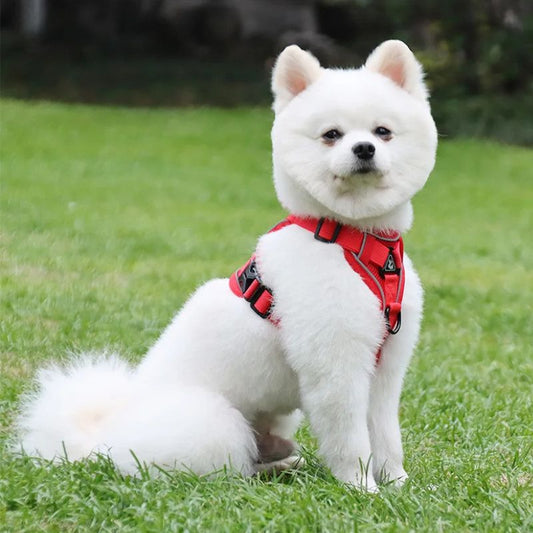 Harnais pour chien | PetitPuppy - Les Plaisirs Canins