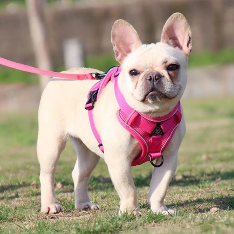 Harnais pour chien | PetitPuppy - Les Plaisirs Canins