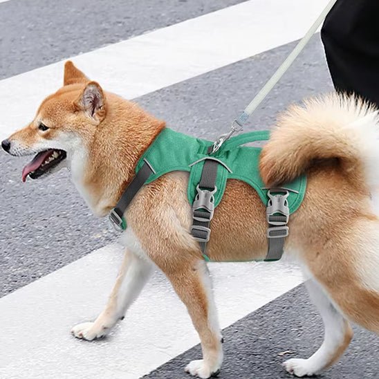 Harnais pour chien | TrippleFit - Les Plaisirs Canins