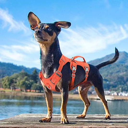 Harnais pour chien | TrippleFit - Les Plaisirs Canins