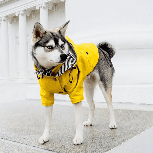 Imperméable chien | SwaggyDoggy - Les Plaisirs Canins