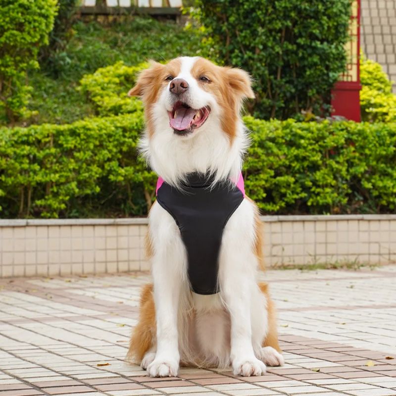 Imperméable pour chien | WetJacket - Les Plaisirs Canins