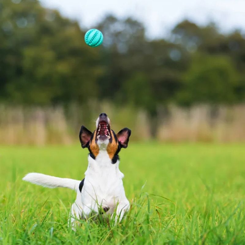 chien qui court dehors après son jouet indestructible chien 